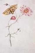 Willam Bartram Savannah Pink or Sabatia Imperial Moth painting
